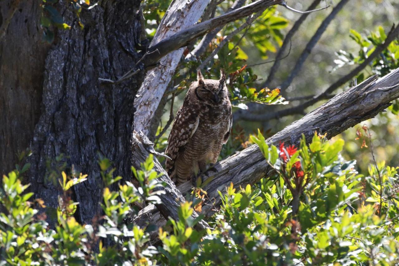 The Wood Owl Natureʼs Valley المظهر الخارجي الصورة